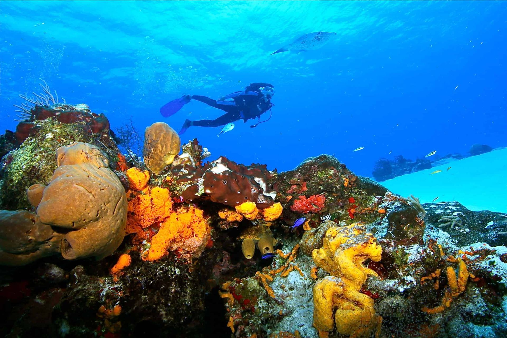 Scuba Reef Ciudad De México Order Discounts