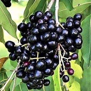 Jamun Live Plant