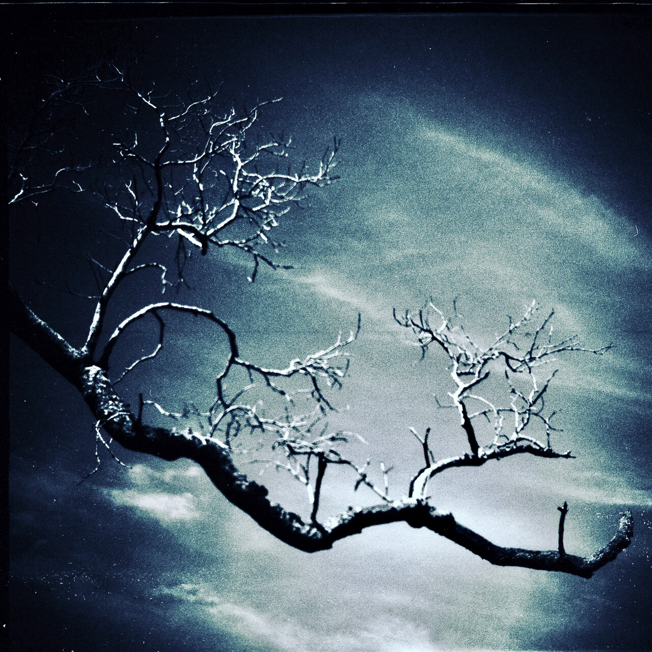 Out on a limb