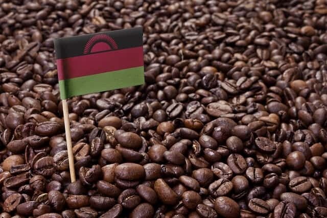 Malawi AA Panwanba Estate Malawi AA Panwanba Estate