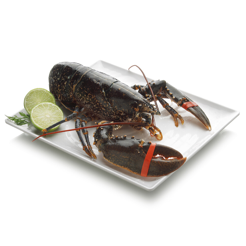 Bogavante nacional.