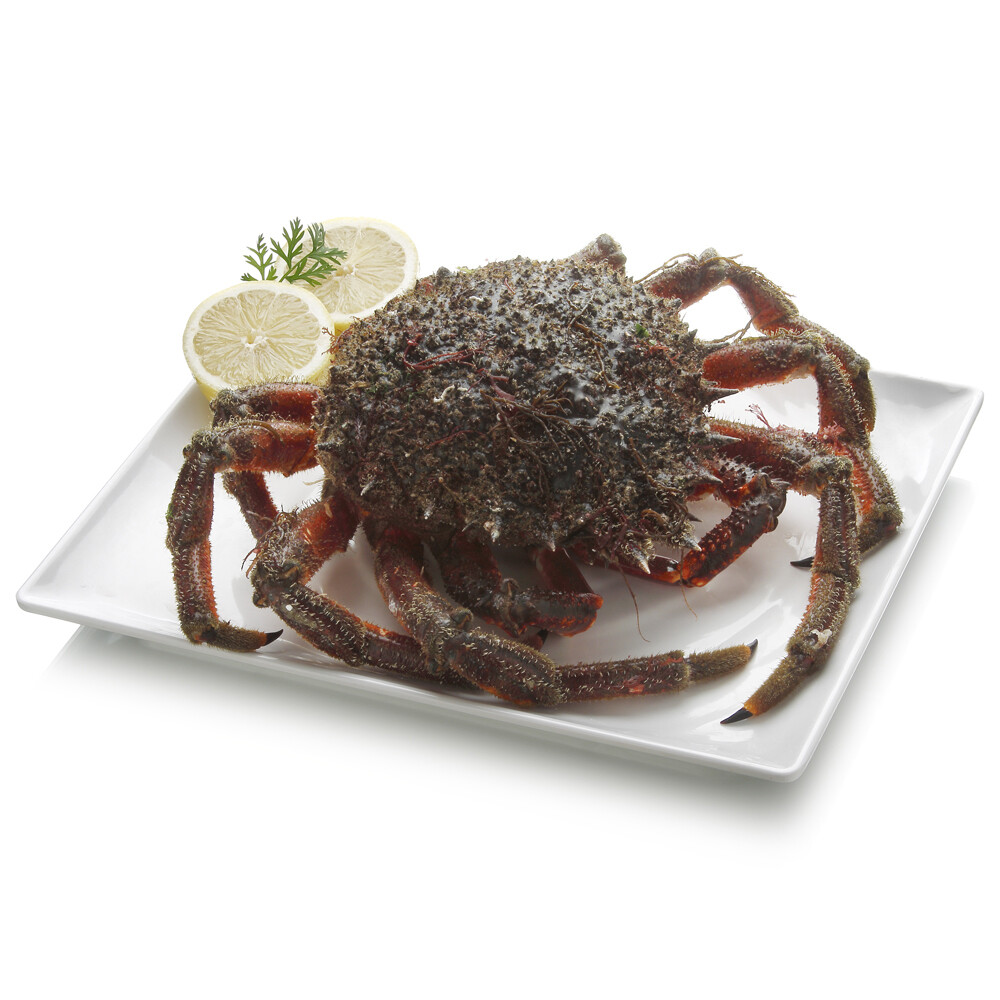Centollo de la ría crudo o cocido.