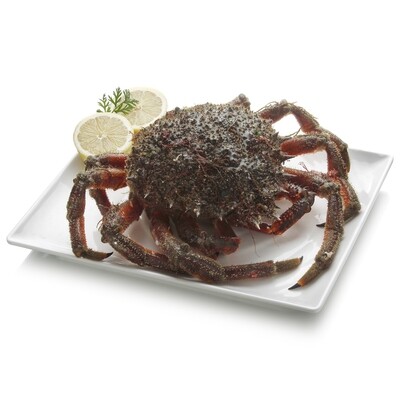 Centollo de la ría crudo o cocido.