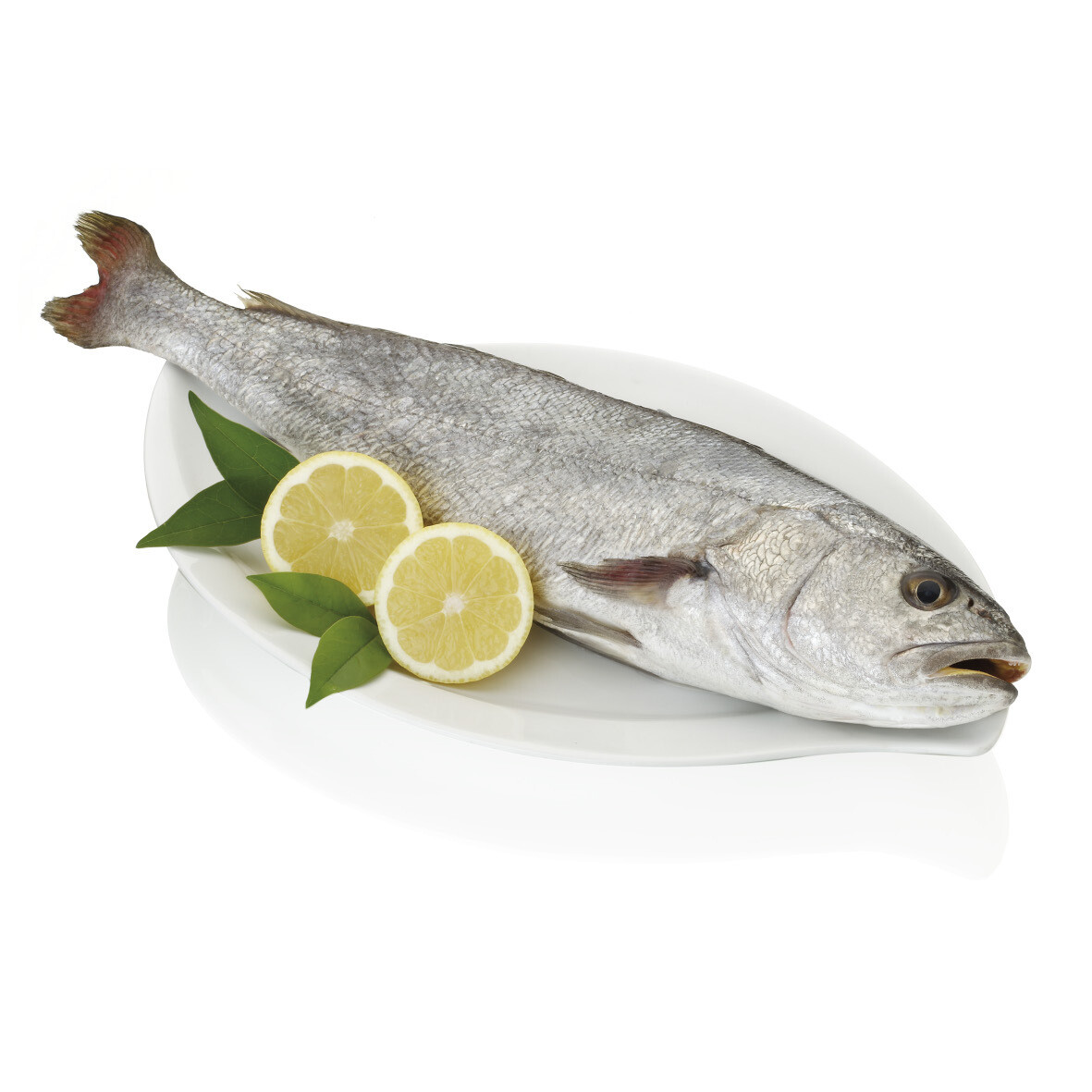Corvina de los  esteros de Cádiz.