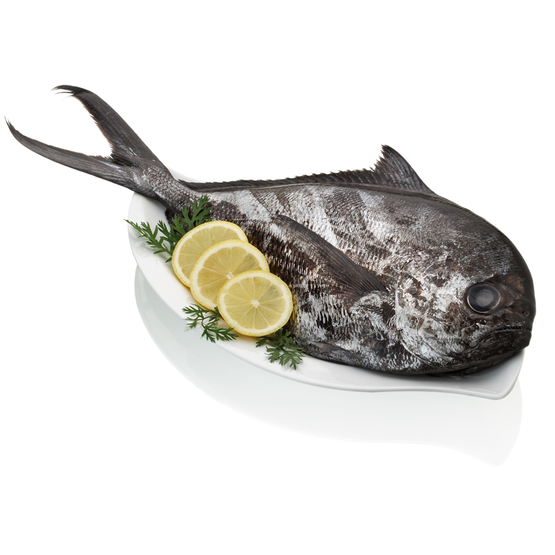Japuta