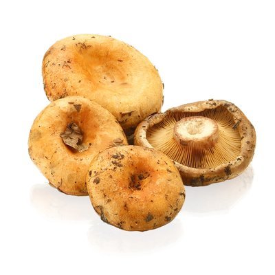 Níscalos