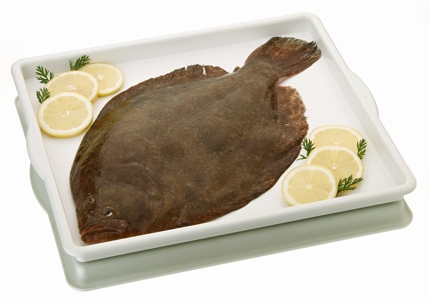 Rodaballo salvaje.