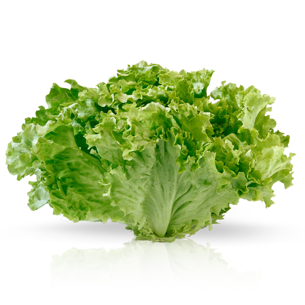 Lechuga trocadero.