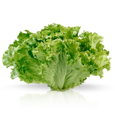 Lechuga trocadero.