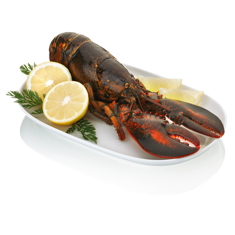 Bogavante canadiense.