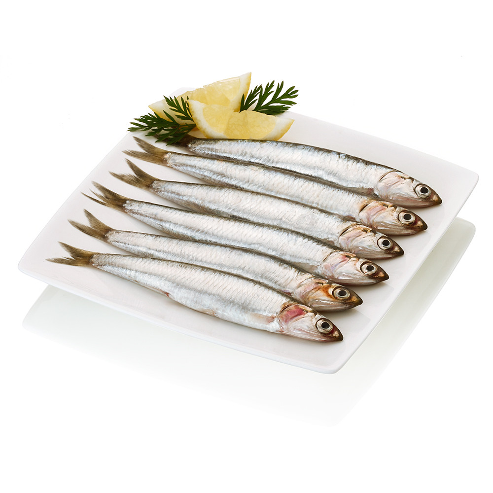 Boquerón gordo.