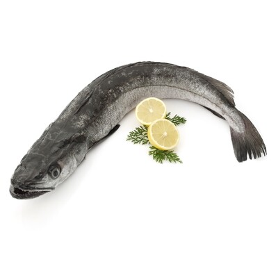 Merluza de volanta