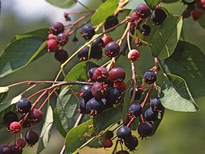 Fanyarka, mézalmácska fajták