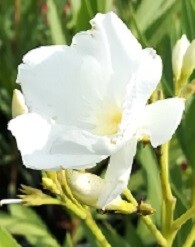 Fehér színű, szimpla virágú leander