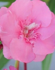 Óriás, rózsaszín, telt virágú leander