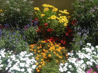 Virág vetőmag fajták