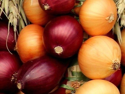 Hagyma vetőmag fajták