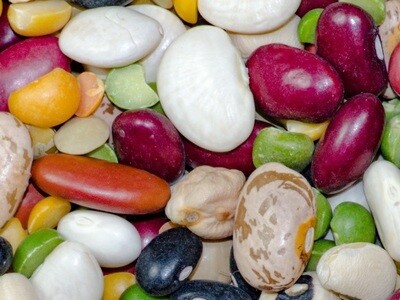 Hüvelyes (bab, borsó) és kukorica vetőmag fajták