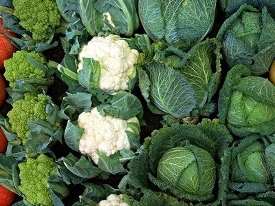 Káposztaféle vetőmag fajták