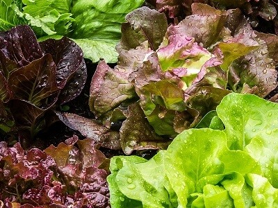 Saláta és levélzöldség vetőmag fajták