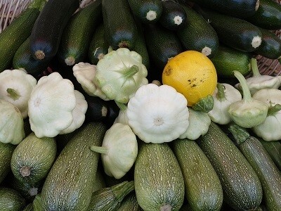 Tökféle (tök, dinnye, uborka, cukkini) és padlizsán vetőmag fajták