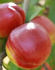 Vörösbélű nektarinfa