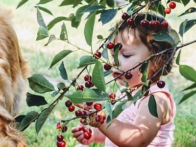 Biotermesztésre alkalmas gyümölcstermő fajták