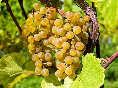 Biotermesztésre alkalmas szőlőfajták