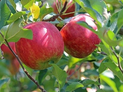 Biotermesztésre alkalmas alma fajták