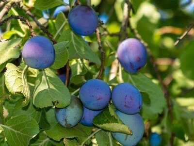 Biotermesztésre alkalmas szilva fajták