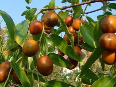 Kínai datolya fajták