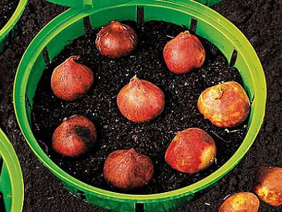 Ültetőkosár hagymás, gumós növényeknek