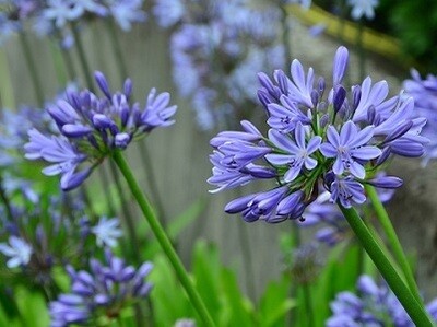 Szerelemvirág fajták