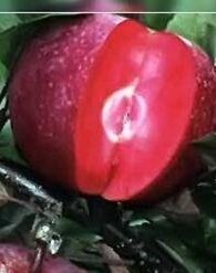 Kathy pirosbélű almafa