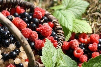 Biotermesztésre alkalmas bogyósgyümölcs fajták
