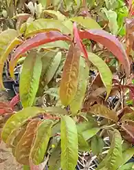 Vöröslevelű nektarinfa konténerben (cserépben)