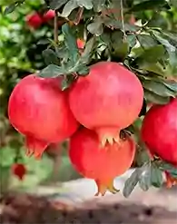 Emericus gyümölcstermő gránátalma bokor konténerben (cserépben)
