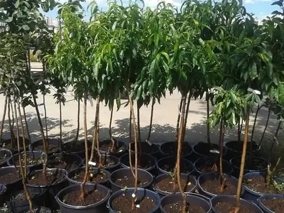 Gyümölcsfa fajták konténerben (cserépben)