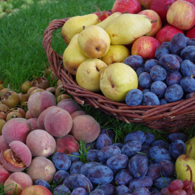 Gyümölcs és zöldség műtrágyák