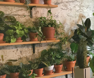 Szobanövény műtrágyák