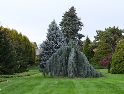 Örökzöld műtrágyák