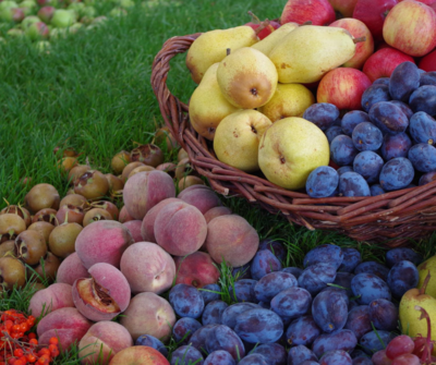 Gyümölcstermő növények