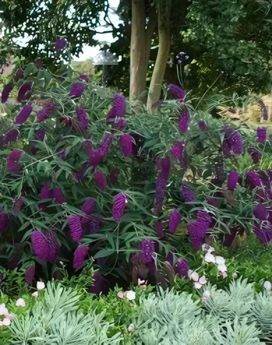 Black Knight nyári orgona  konténerben (cserépben) - sötét lila