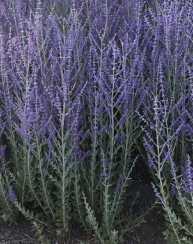 Blue Spire sudárzsálya konténerben (cserépben) - kék