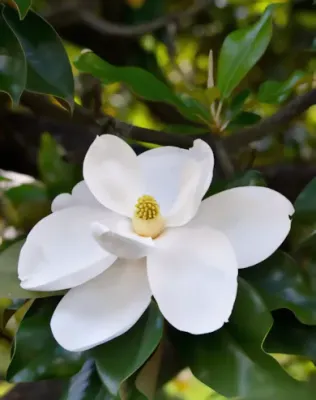 D.D. Blanchard örökzöld magnólia,  liliomfa 2l konténerben (cserépben) - krémfehér