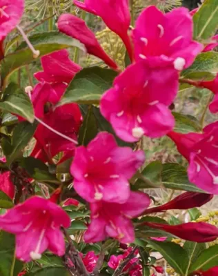 Evita rózsalonc konténerben (cserépben) - piros