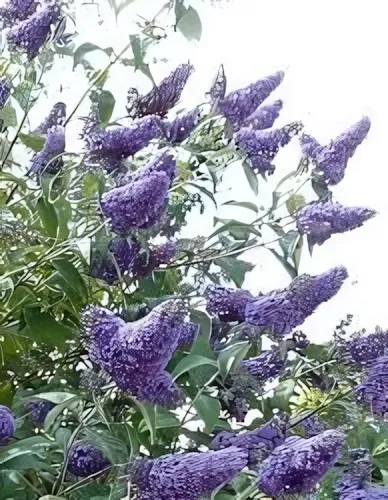 Empire Blue nyári orgona  konténerben (cserépben) - kék