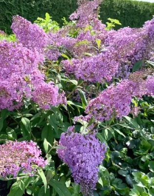 Gulliver nyári orgona  konténerben (cserépben) - órás lila