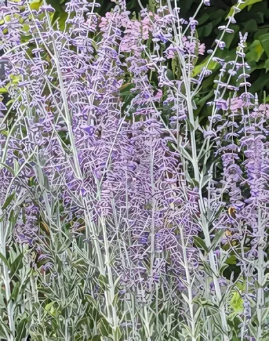 Little Spire sudárzsálya konténerben (cserépben) - kék