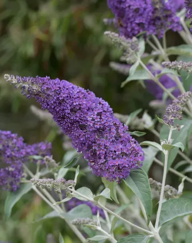 Lochnich nyári orgona  konténerben (cserépben) - kék